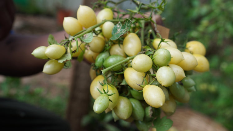 Tomato — Berry's Crazy Cherry Seeds — photograph 5