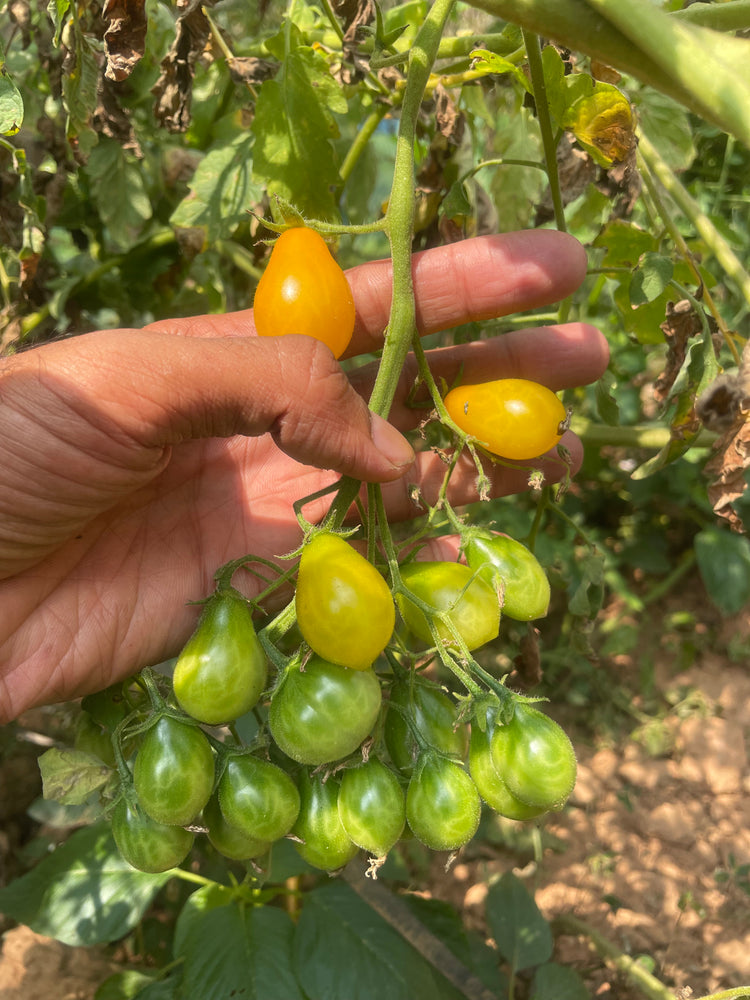 Tomato — Ildy Seeds — photograph 3