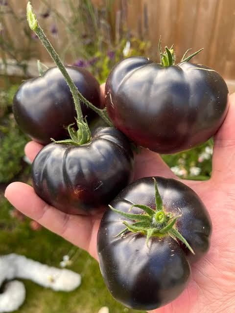tomato black beauty