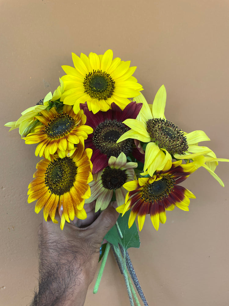 Sunflower S2 Mix — Multifloral, Multicolour Seeds — photograph 10
