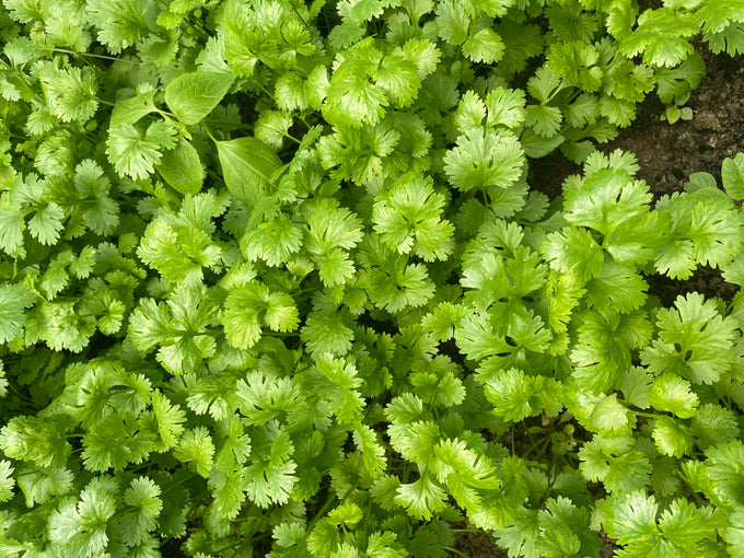 Coriander plants