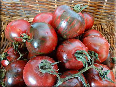 Tomato — Black Vernissage — supplied reference photograph