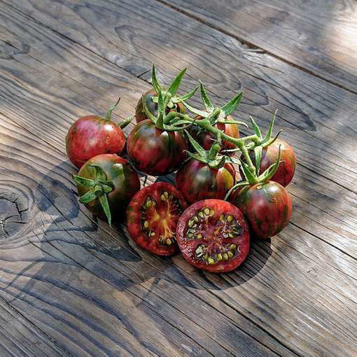 Tomato — Black Vernissage — supplied reference photograph