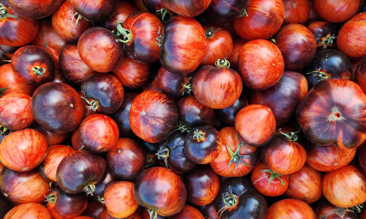 Tomato — Black Vernissage — supplied reference photograph