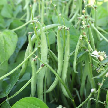 Bush Bean — AFS 201 — supplied reference photograph