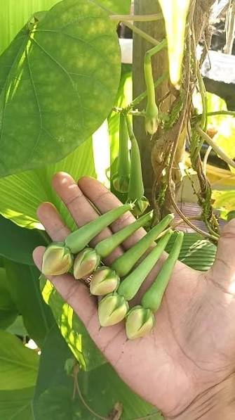 White Clove Bean — supplied reference photograph