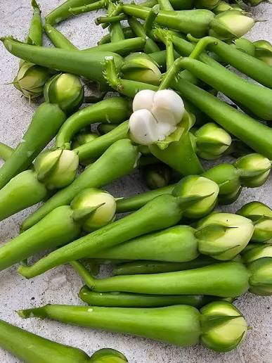White Clove Bean — supplied reference photograph