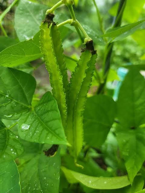 Green Winged Bean — supplied reference photograph