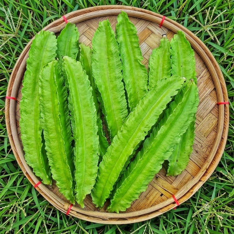 Green Winged Bean — supplied reference photograph