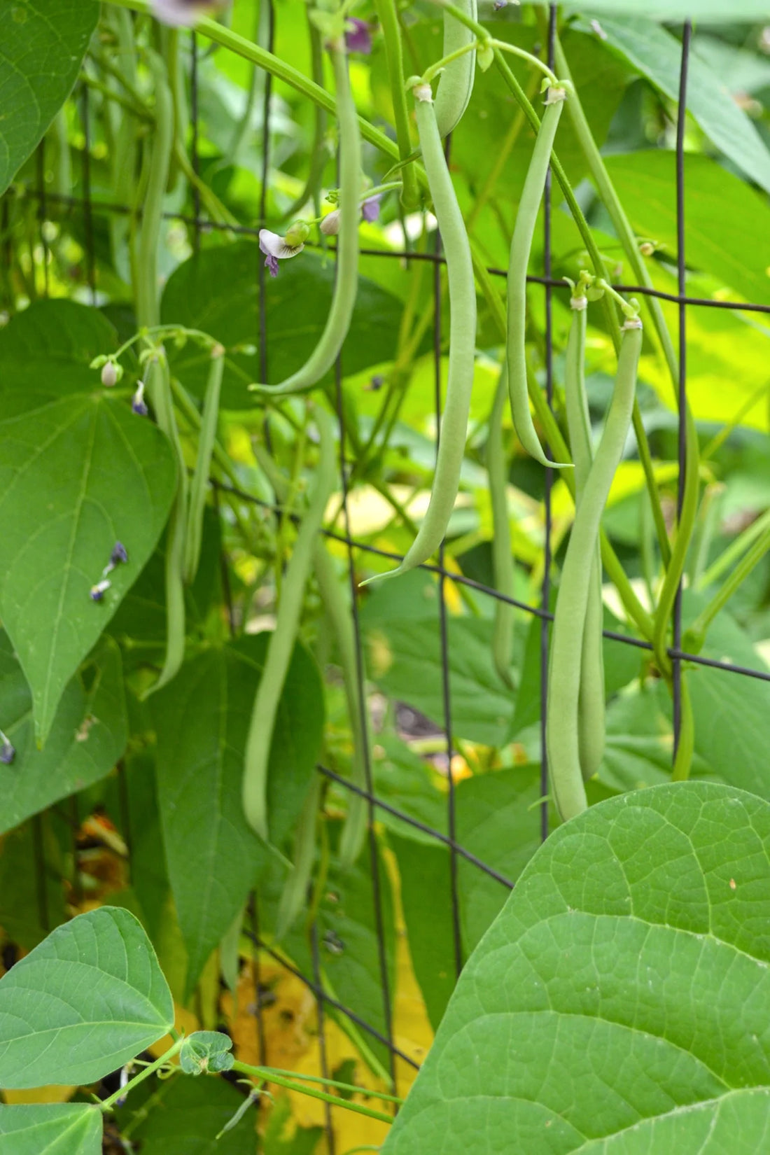 Pole Bean — AFS 208 — supplied reference photograph