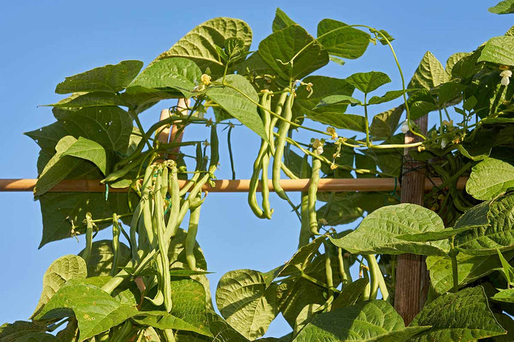 Pole Bean — AFS 208 — supplied reference photograph