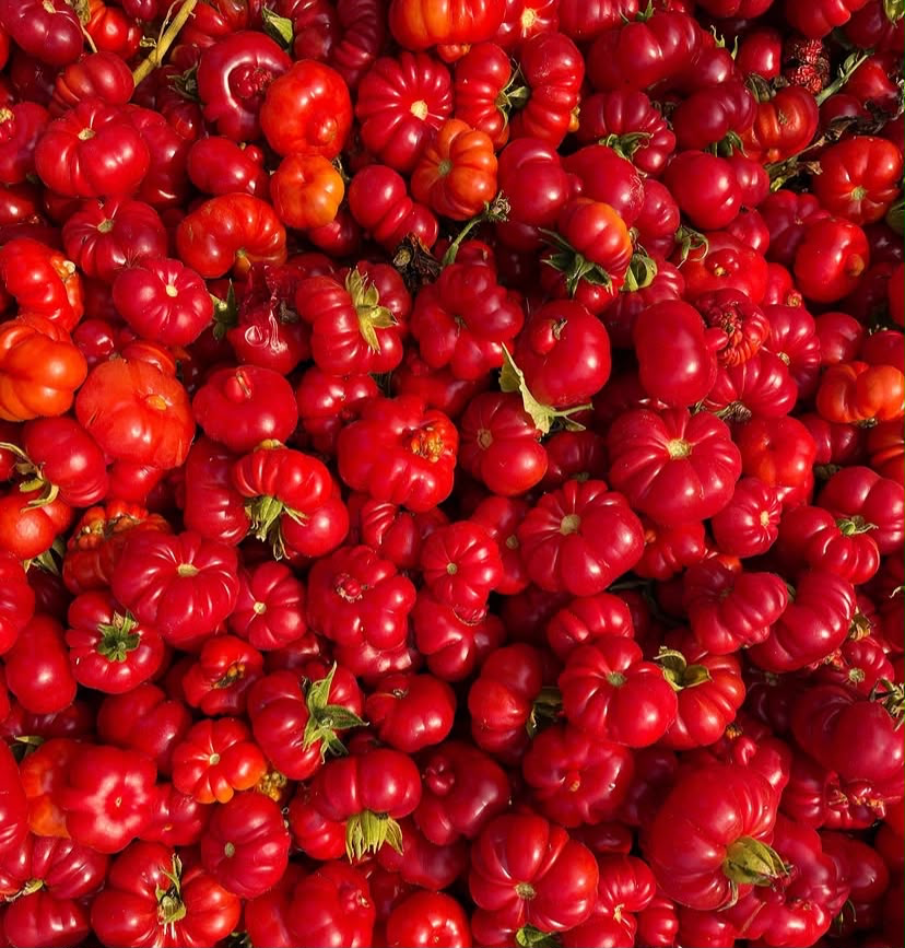 Fresh heirloom red tomatoes