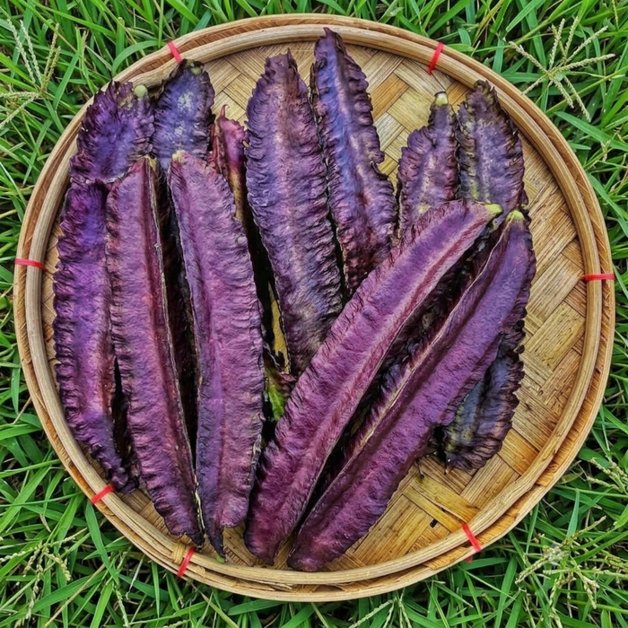 Purple Winged Bean — supplied reference photograph