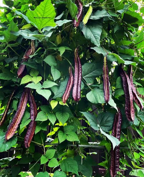 Purple Winged Bean — supplied reference photograph
