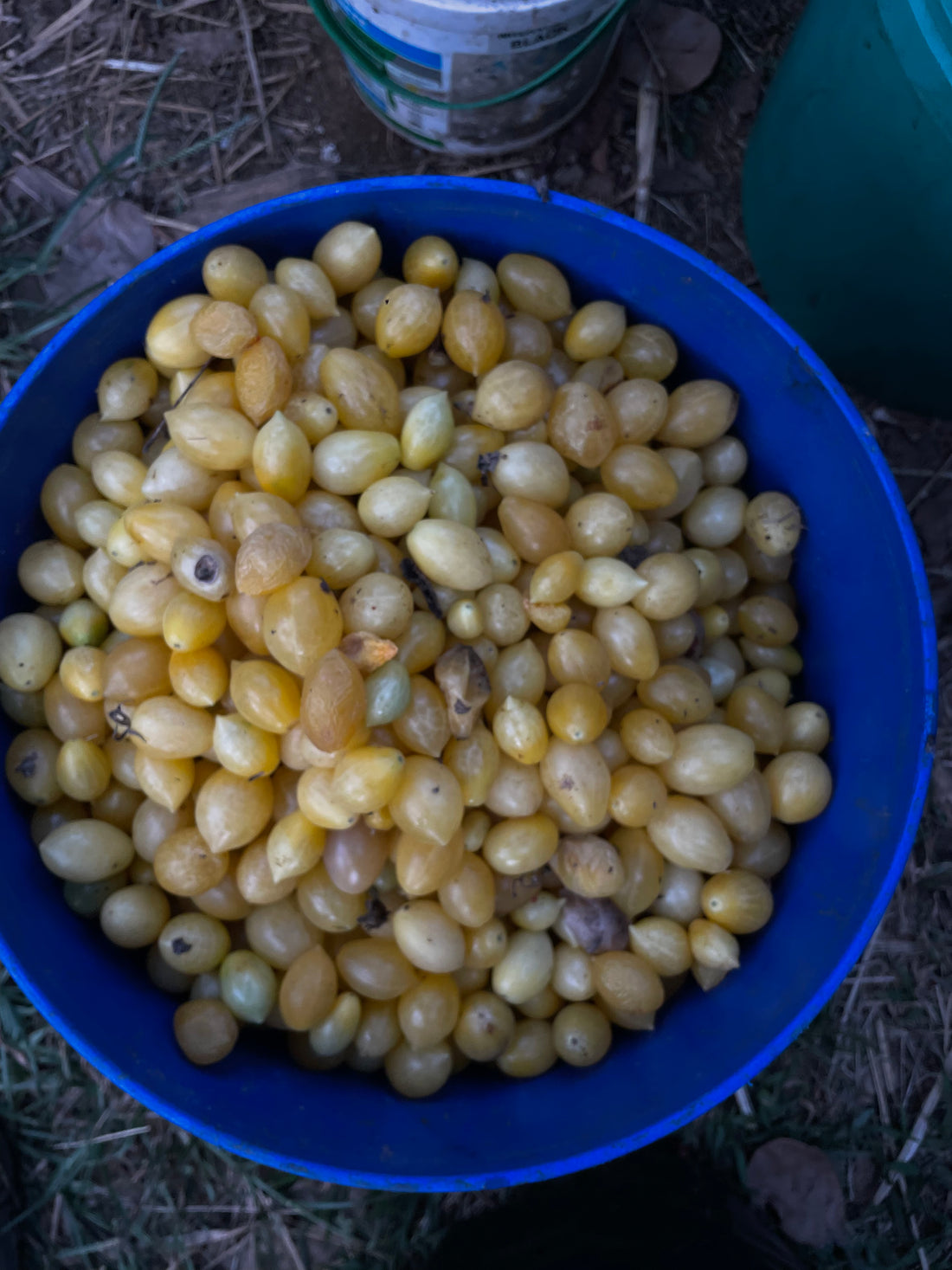 Tomato — Berry's Crazy Cherry Seeds — photograph 2