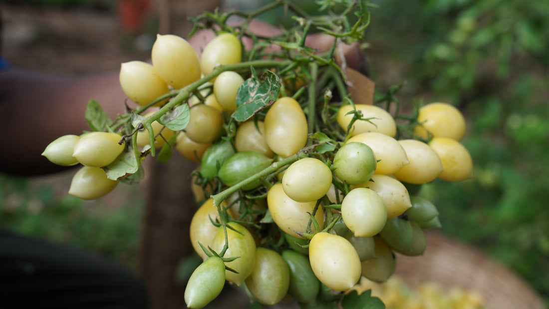Tomato — Berry's Crazy Cherry Seeds — photograph 3