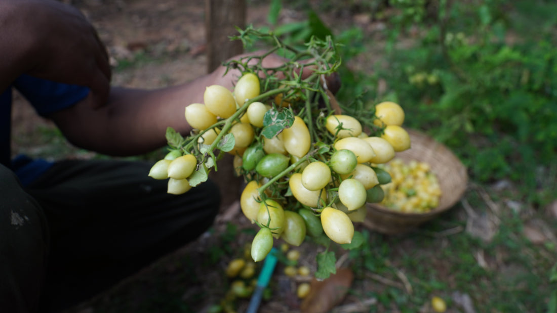 Tomato — Berry's Crazy Cherry Seeds — photograph 4