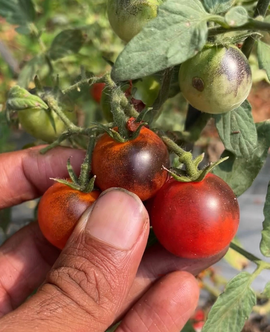 Tomato — Black Strawberry Dwarf Seeds — photograph 1