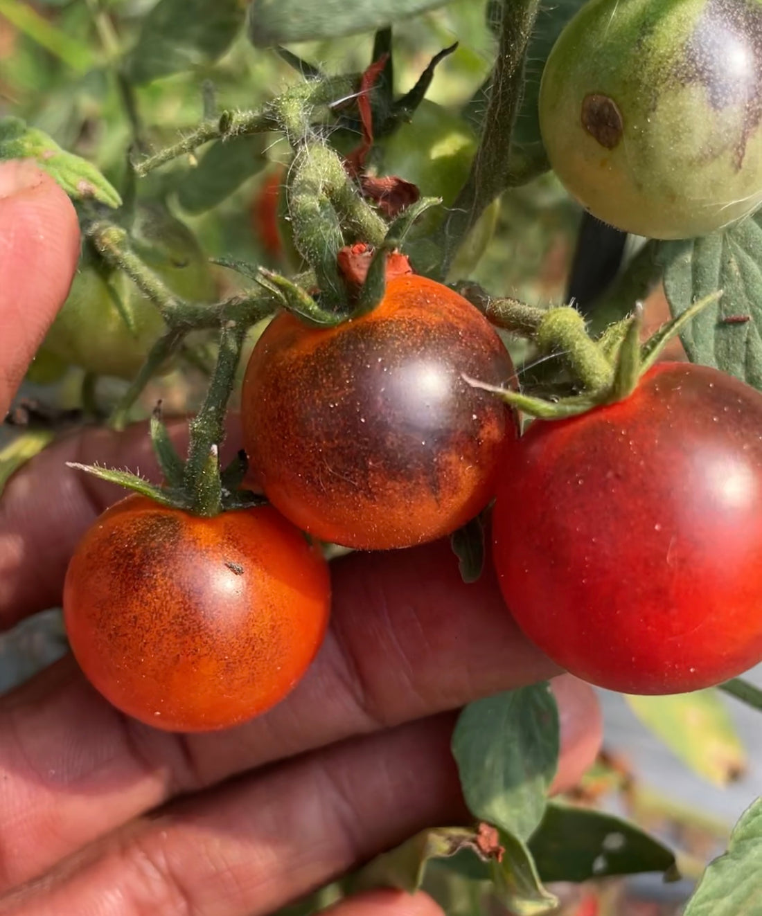 Tomato — Black Strawberry Dwarf Seeds — photograph 2