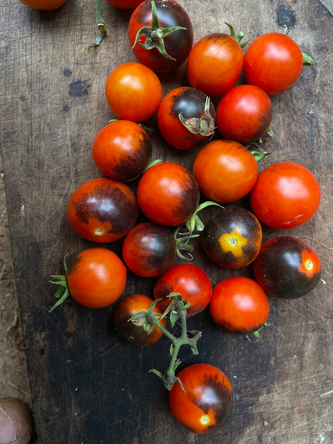Tomato — Black Strawberry Dwarf Seeds — photograph 3