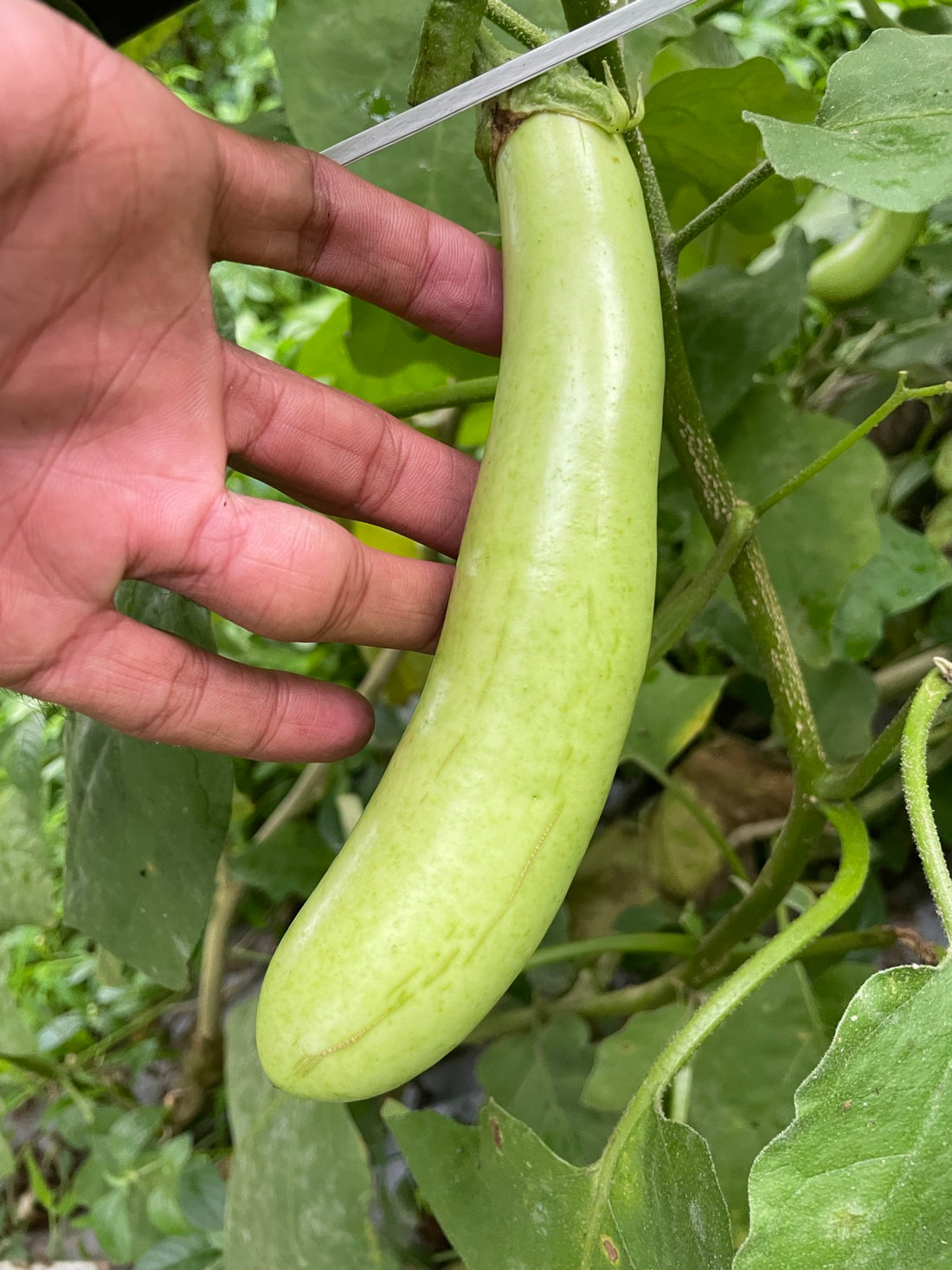 Green Brinjal Seeds
