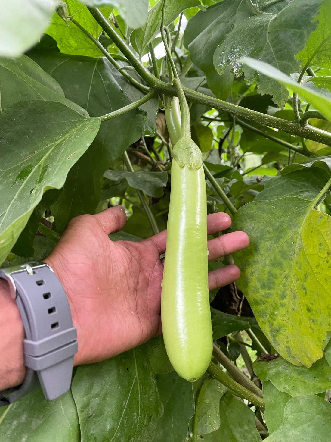 Green Brinjal Seeds