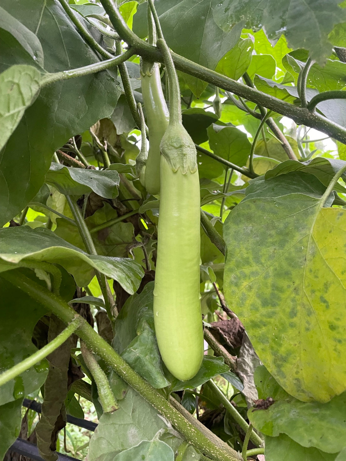 Green Brinjal Seeds