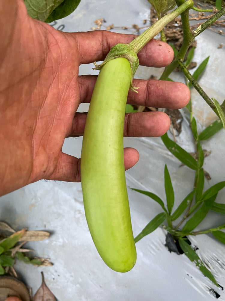 Green Brinjal Seeds