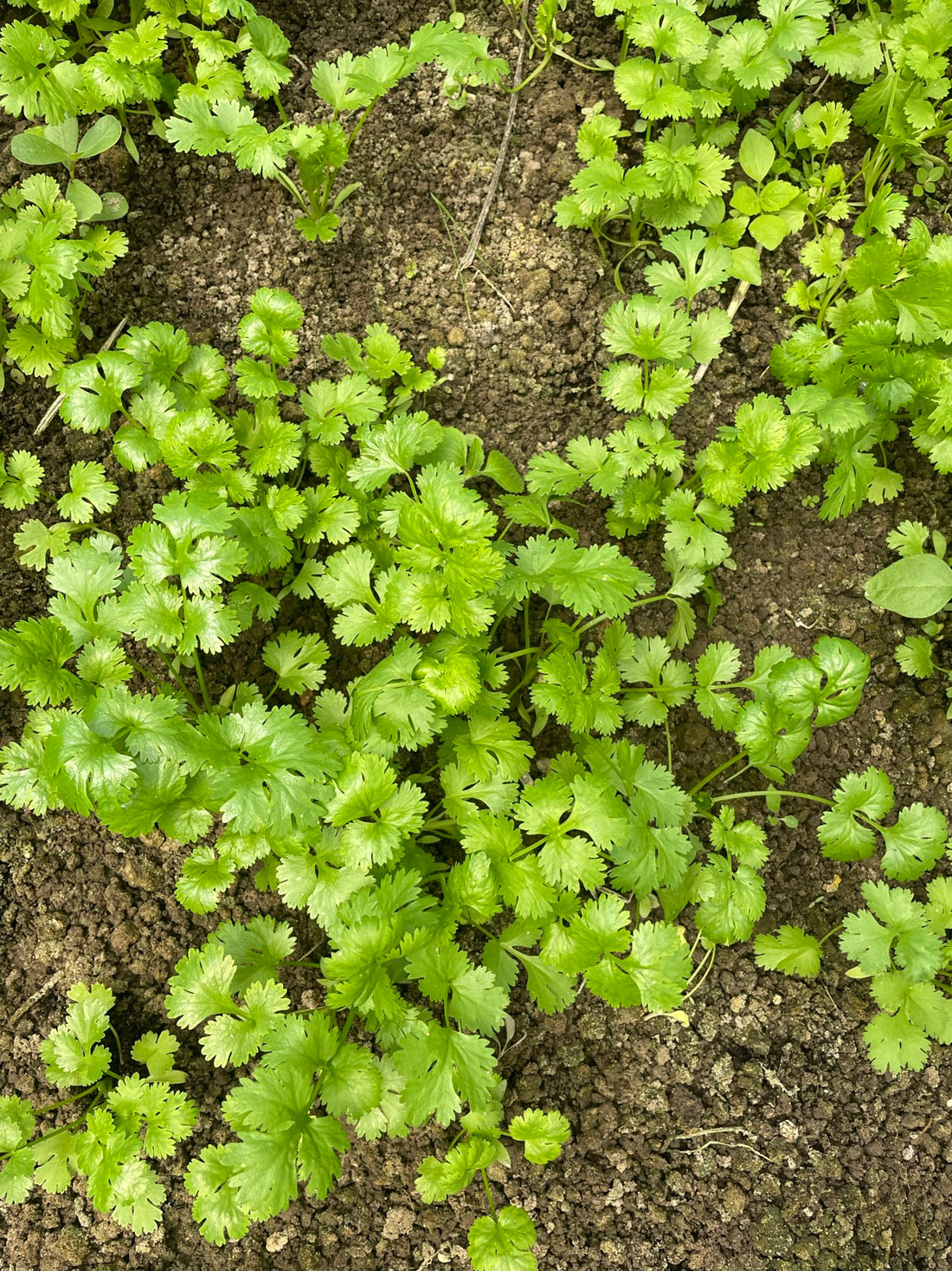 Multicut Coriander Seeds