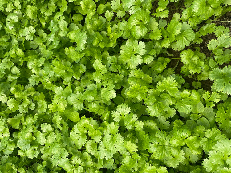 Multicut Coriander Seeds