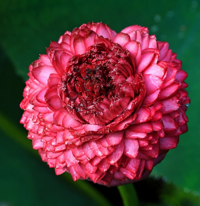 Pink flower against a deep green garden background