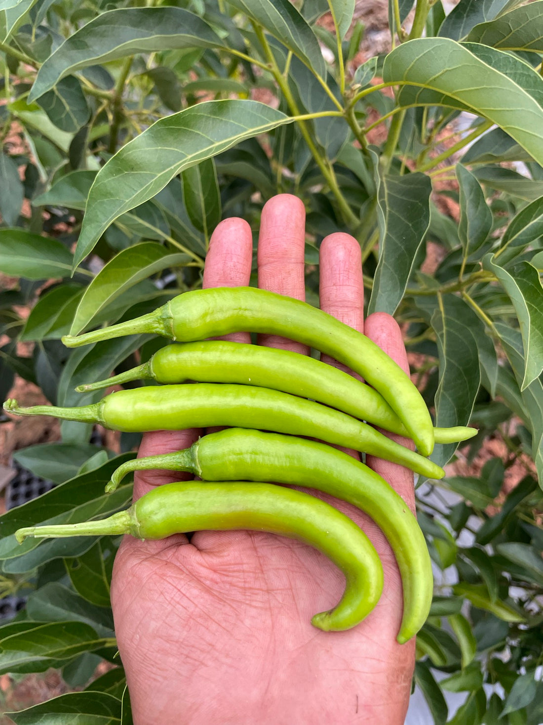 Green Chilli Seeds