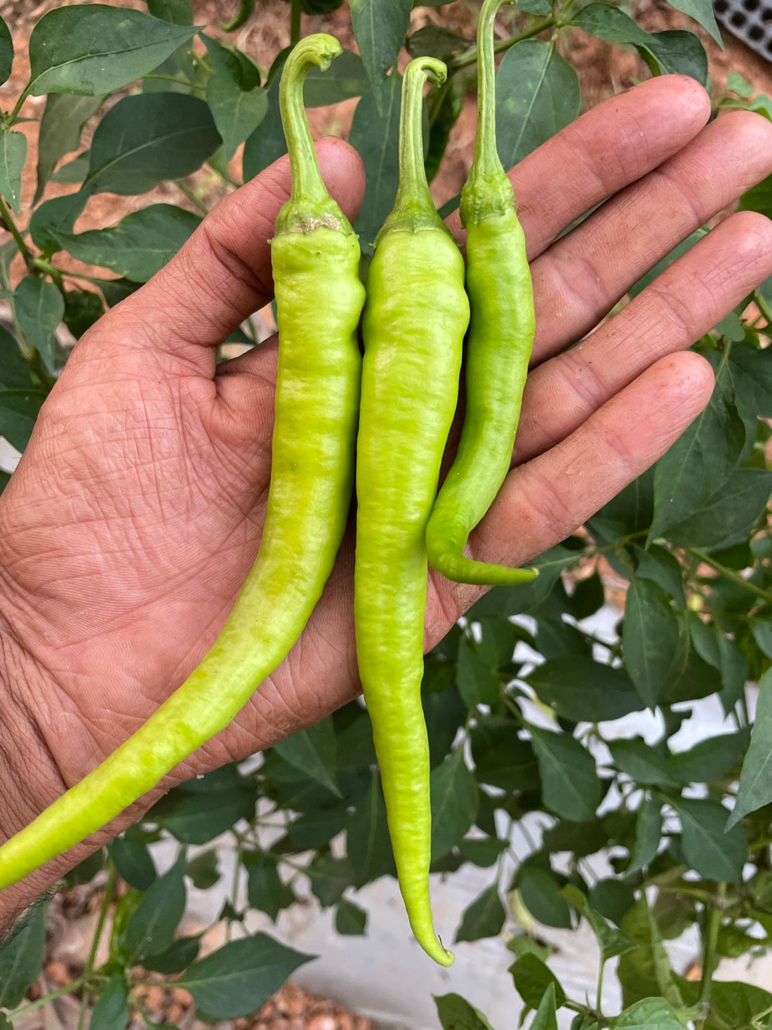 Green Chilli Seeds