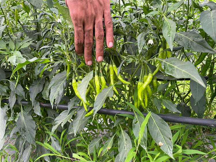 Green Chilli Seeds