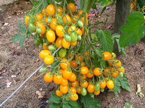 Tomato — Ildy Seeds — photograph 1