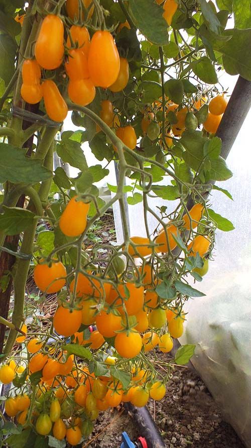 Tomato — Ildy Seeds — photograph 2