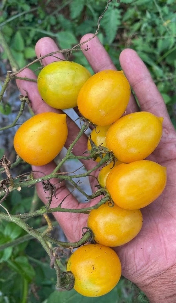 Tomato — Illy Seeds — photograph 2
