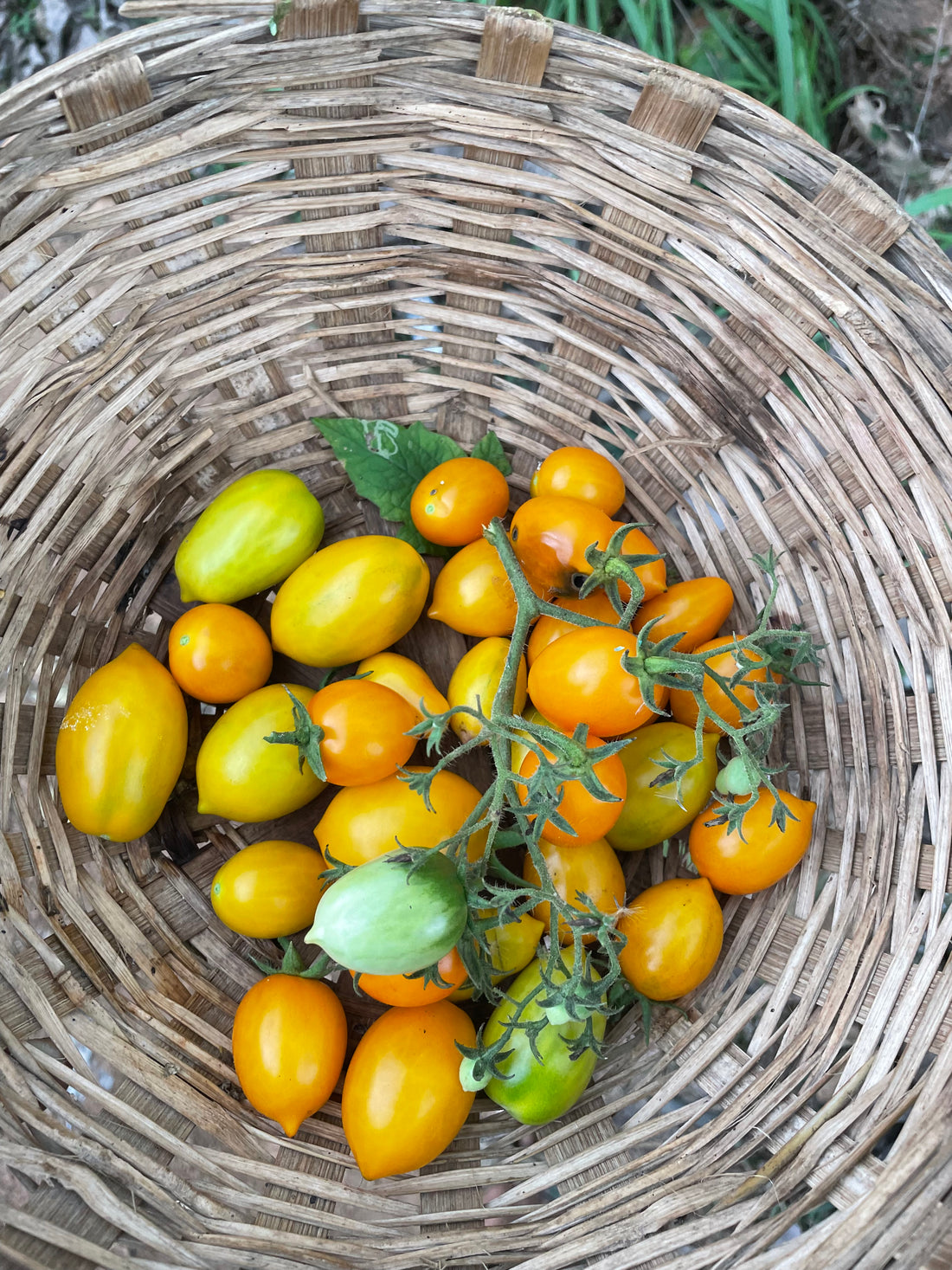 Tomato — Illy Seeds — photograph 3
