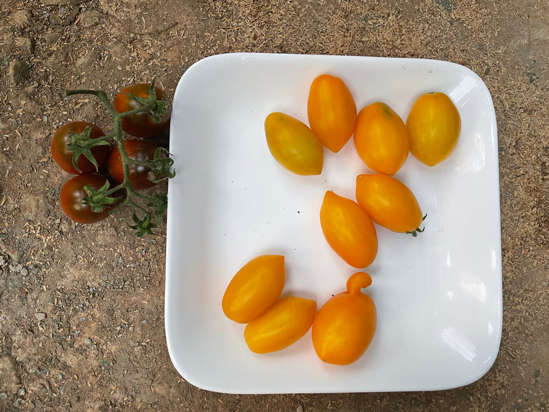 Tomato — Illy Seeds — photograph 4