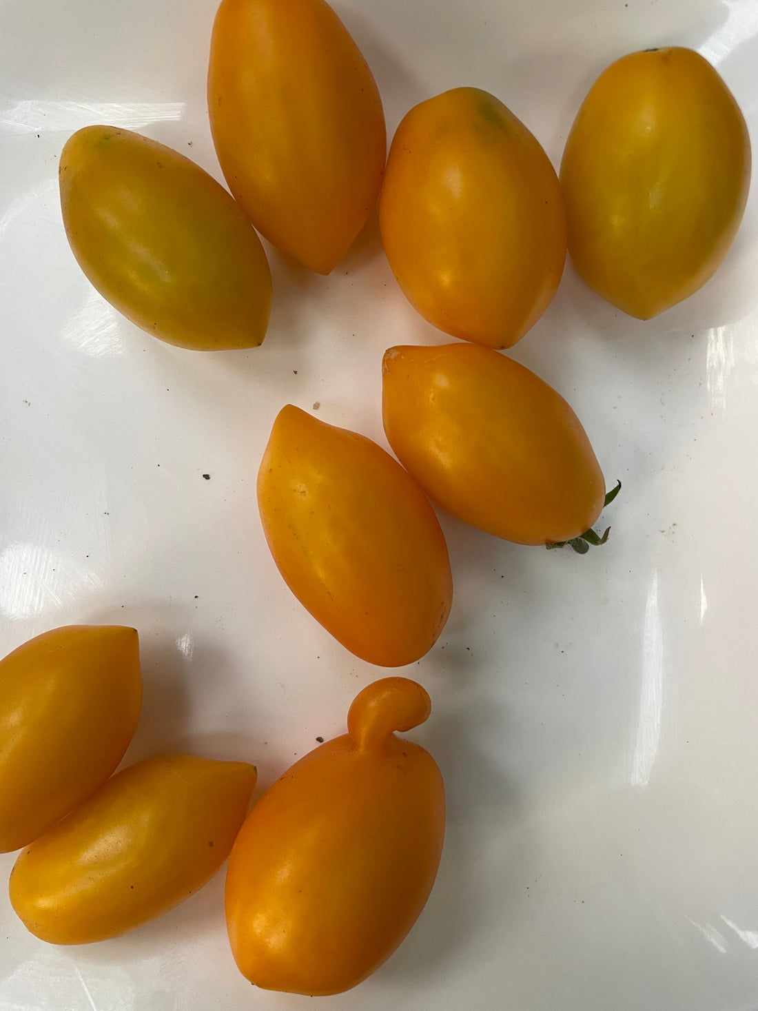 Tomato — Illy Seeds — photograph 5