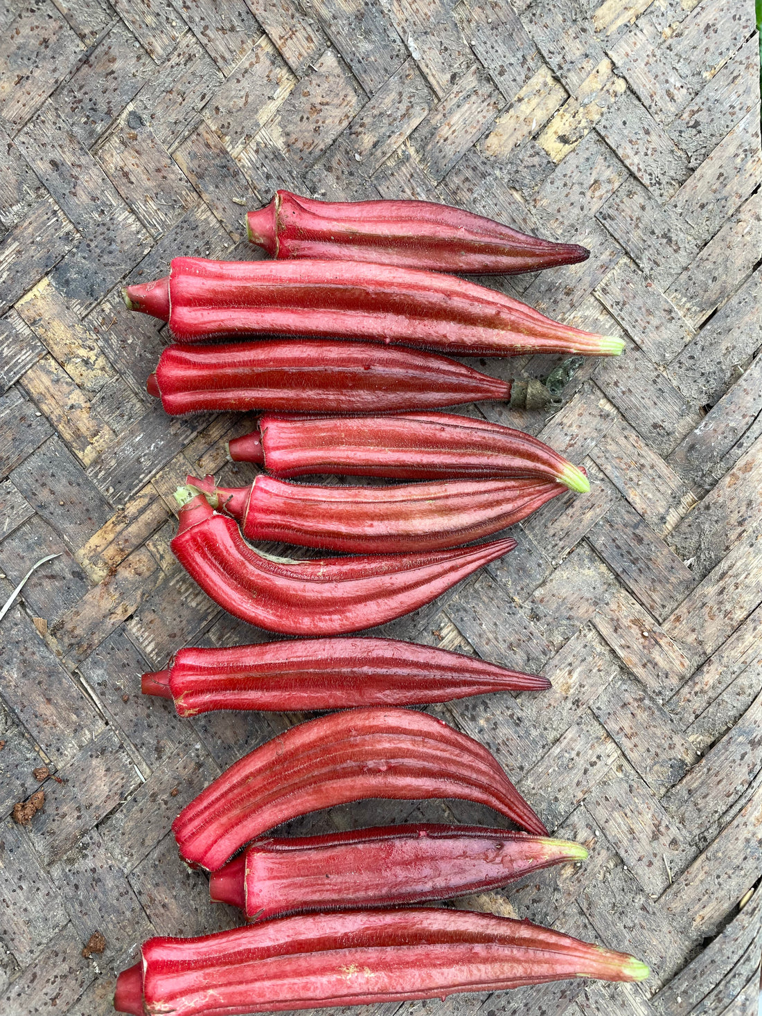 Okra — Jing Orange Seeds — photograph 1