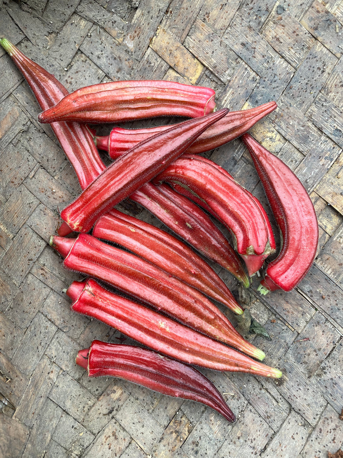 Okra — Jing Orange Seeds — photograph 2