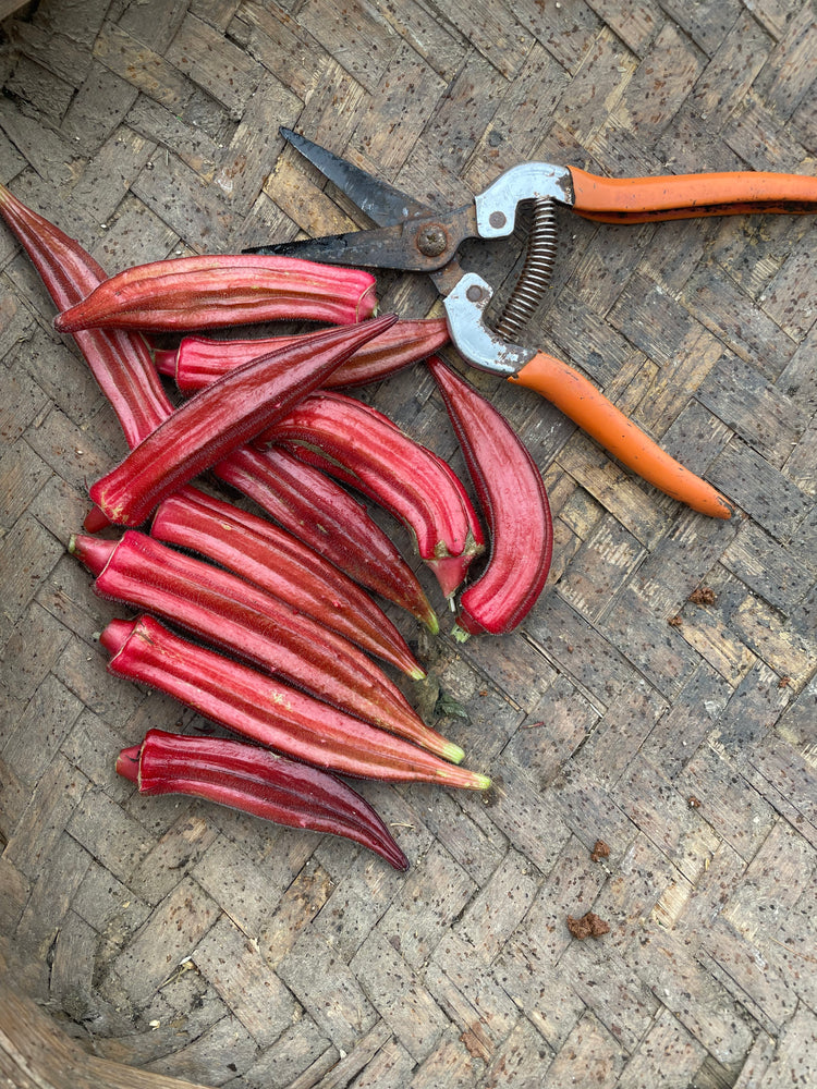 Okra — Jing Orange Seeds — photograph 3