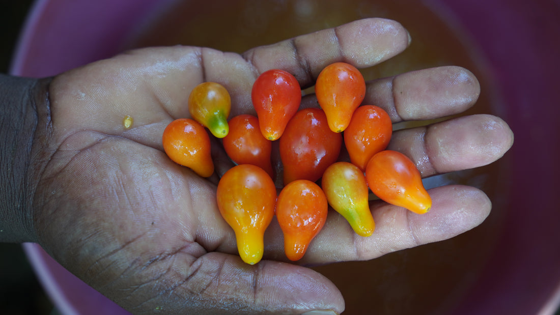 Tomato — Red Pear Seeds — photograph 1