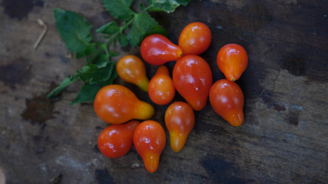 Tomato — Red Pear Seeds — photograph 2