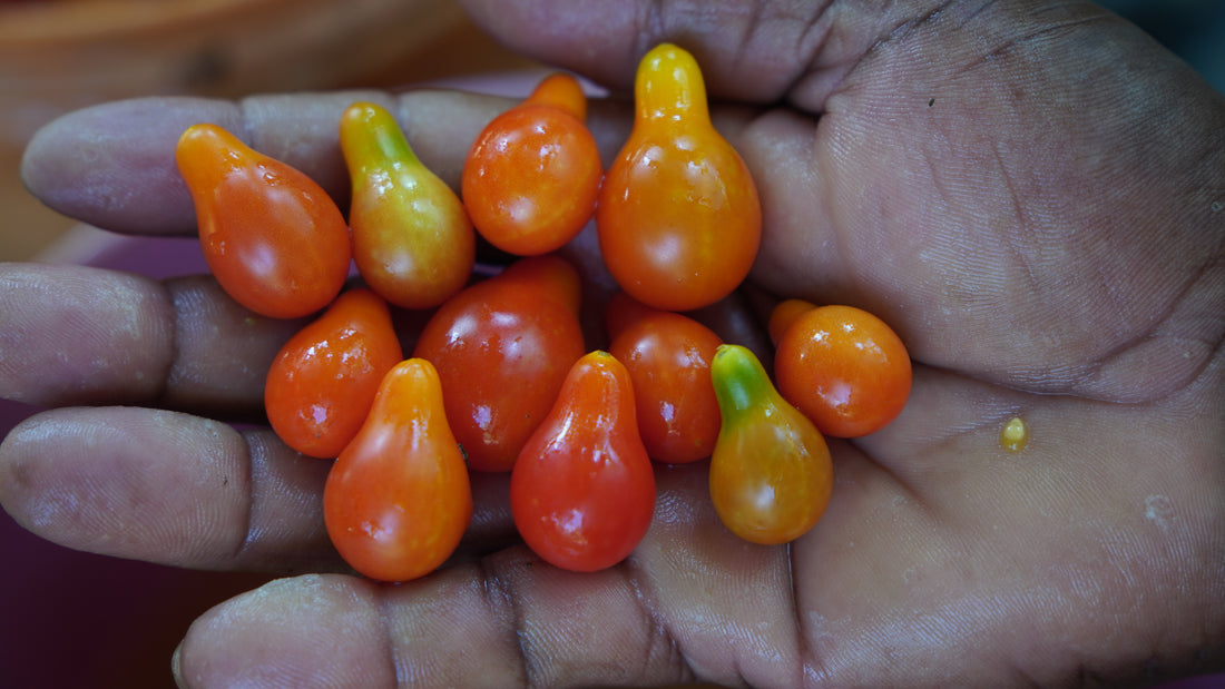 Tomato — Red Pear Seeds — photograph 3