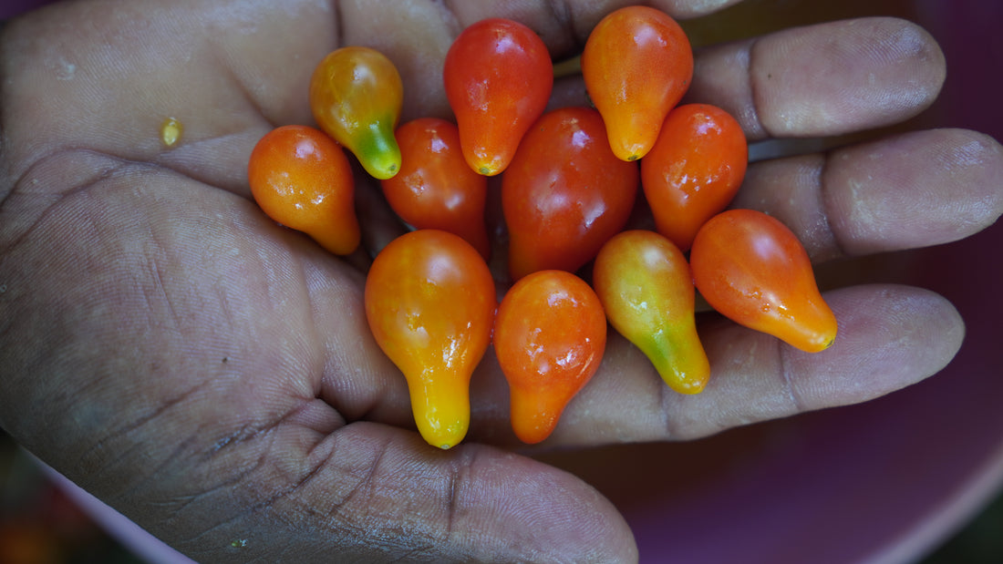 Tomato — Red Pear Seeds — photograph 4