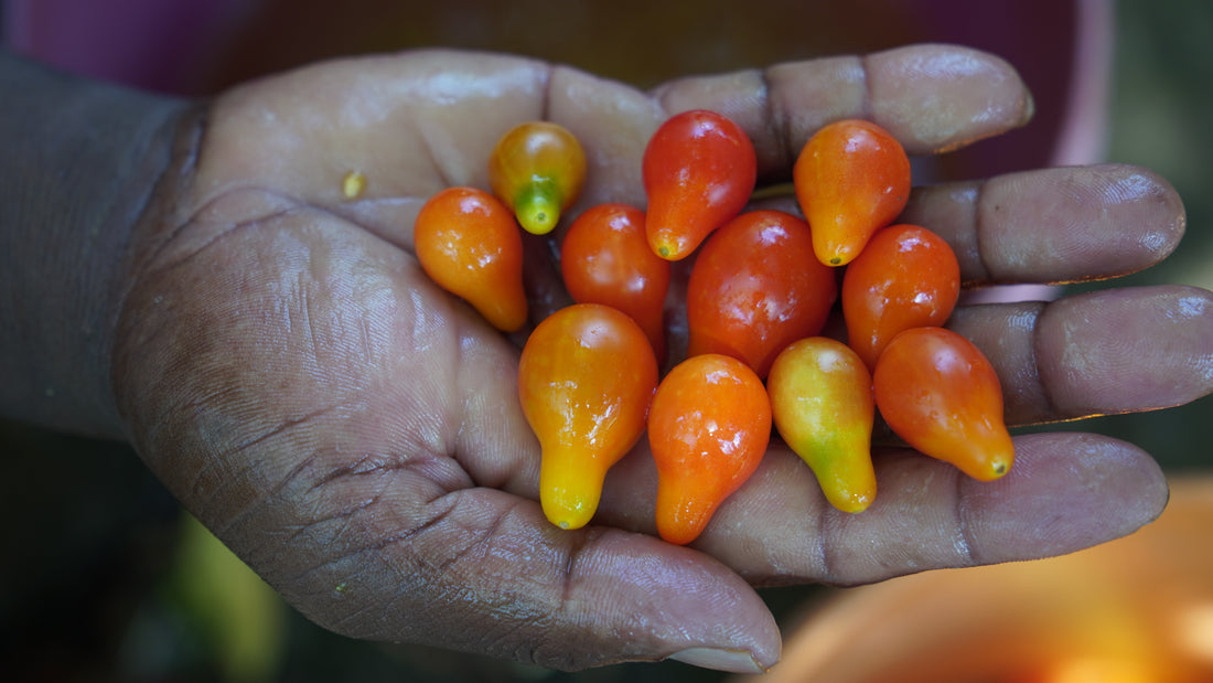 Tomato — Red Pear Seeds — photograph 5