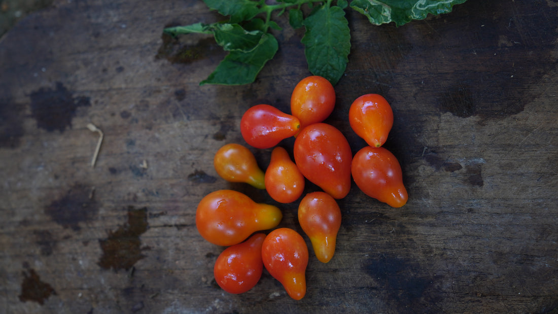 Tomato — Red Pear Seeds — photograph 6