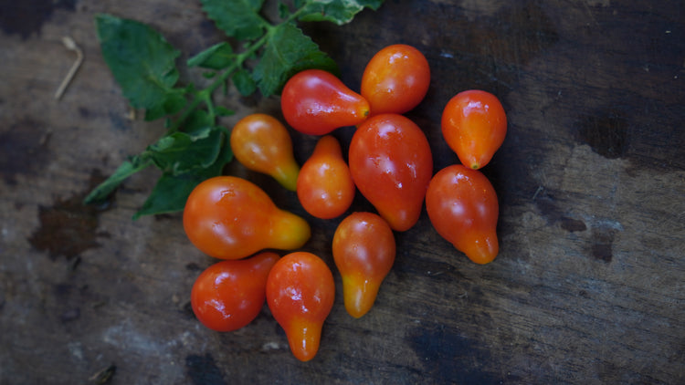 Tomato — Red Pear Seeds — photograph 7